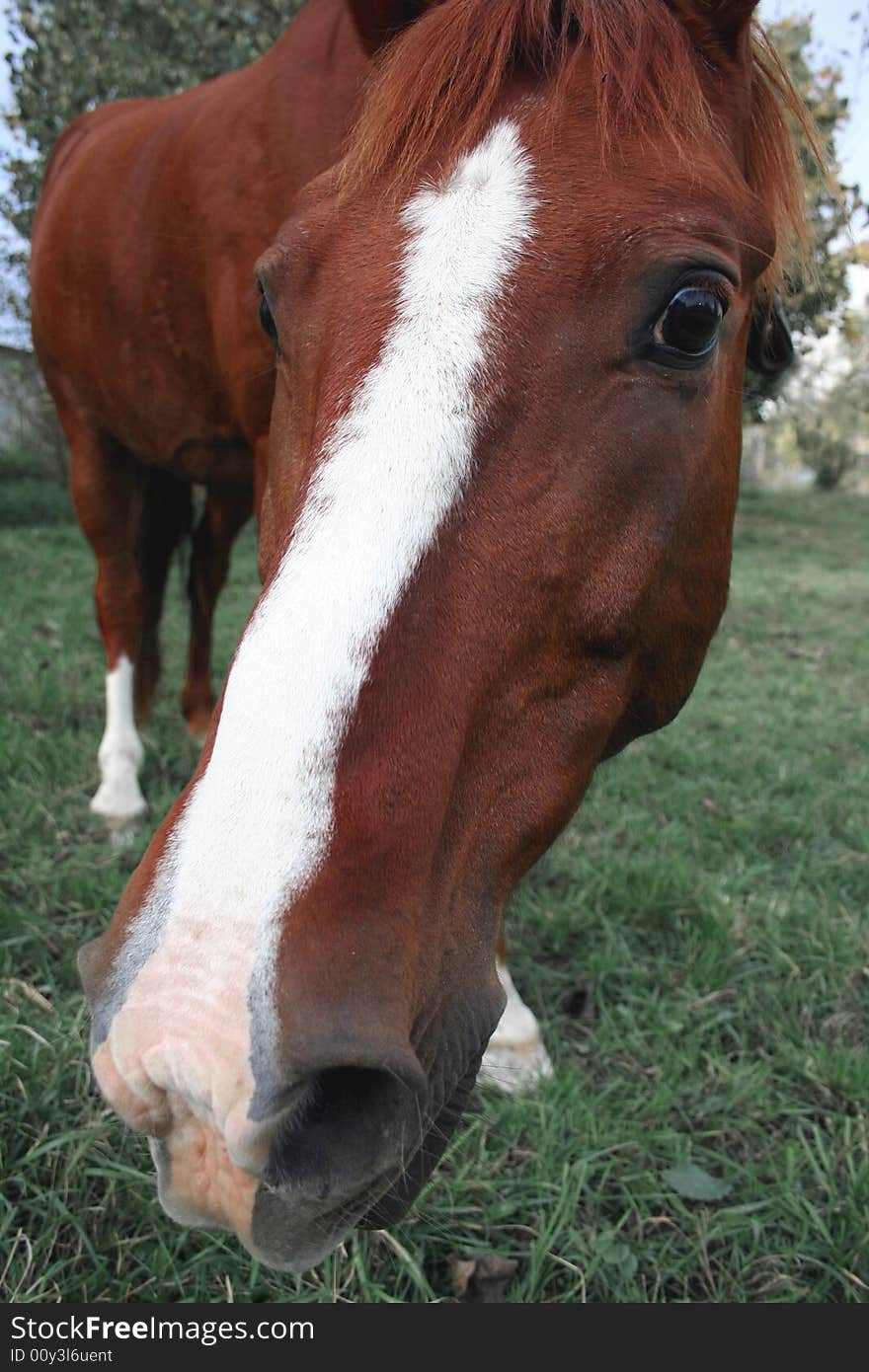 Horse with a sense of interest