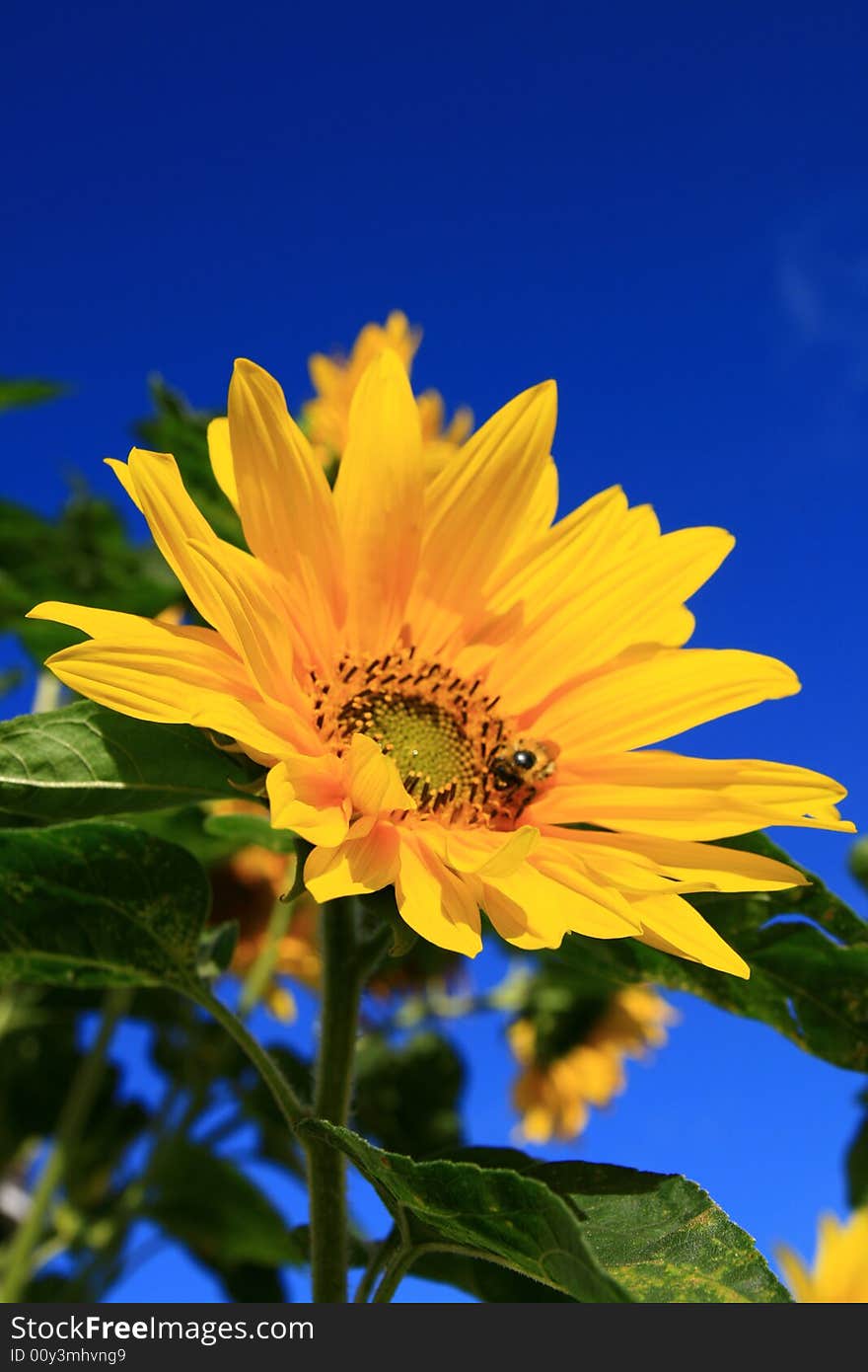 Sunflower... selective focus, Helianthus annuus,