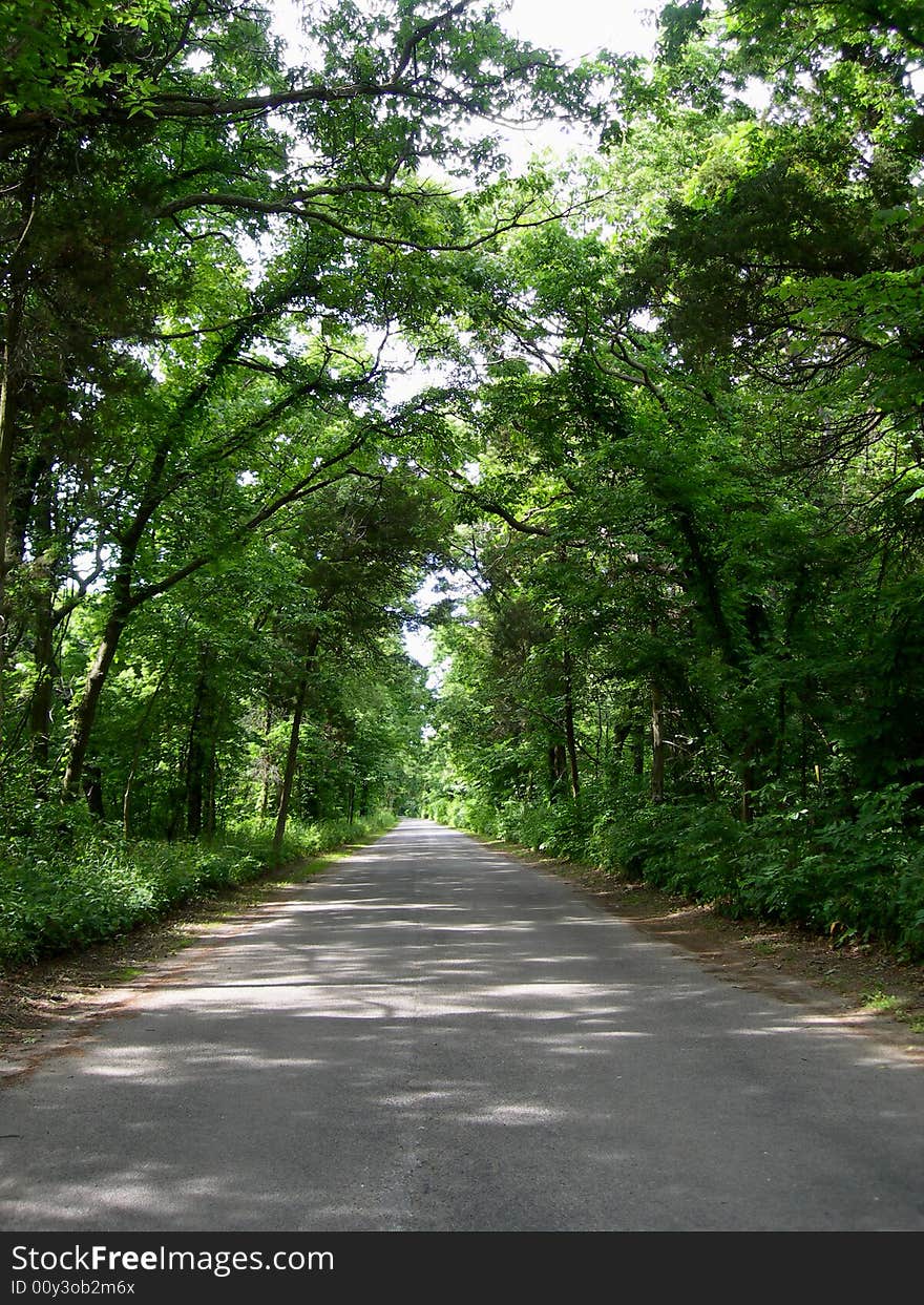 Alley in the woods in summer