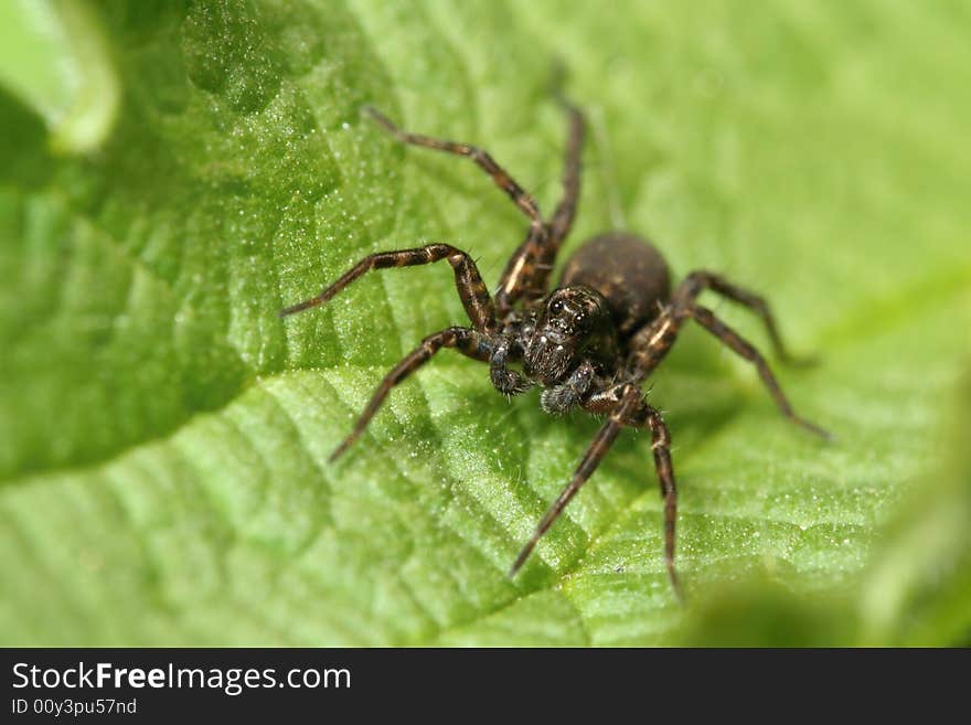 Dark spider sitting on leaf