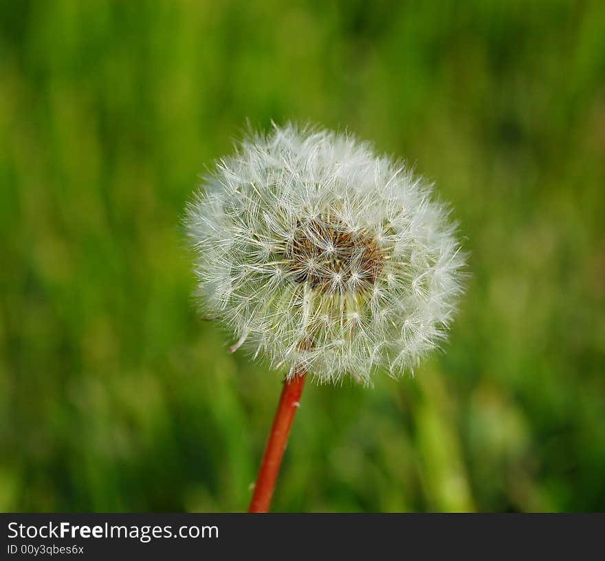 Dandelion in the wild nature