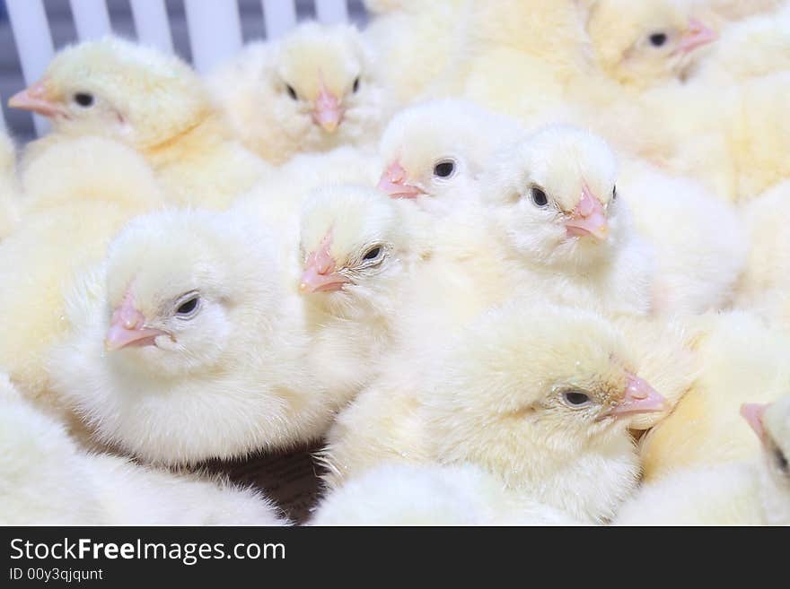 Group young chickens in tray