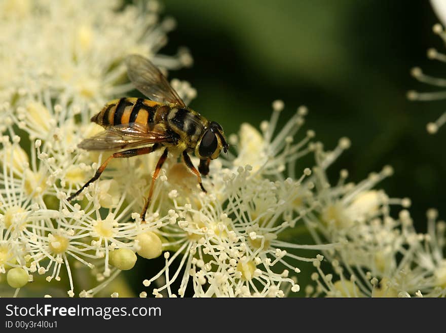 Bee collecting hoeny