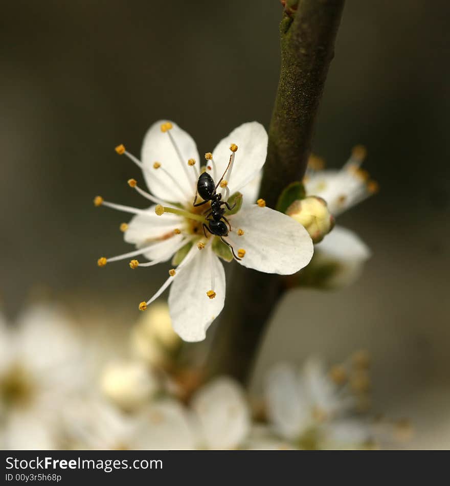 Ant on flower