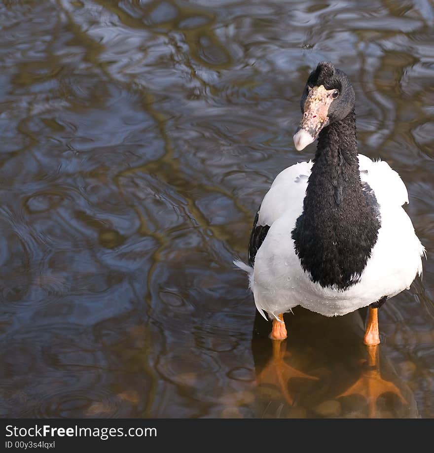 Black Crested Duck