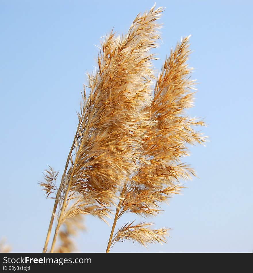 Cane plant on blue background