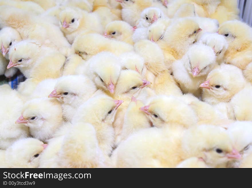 Group young chickens in tray