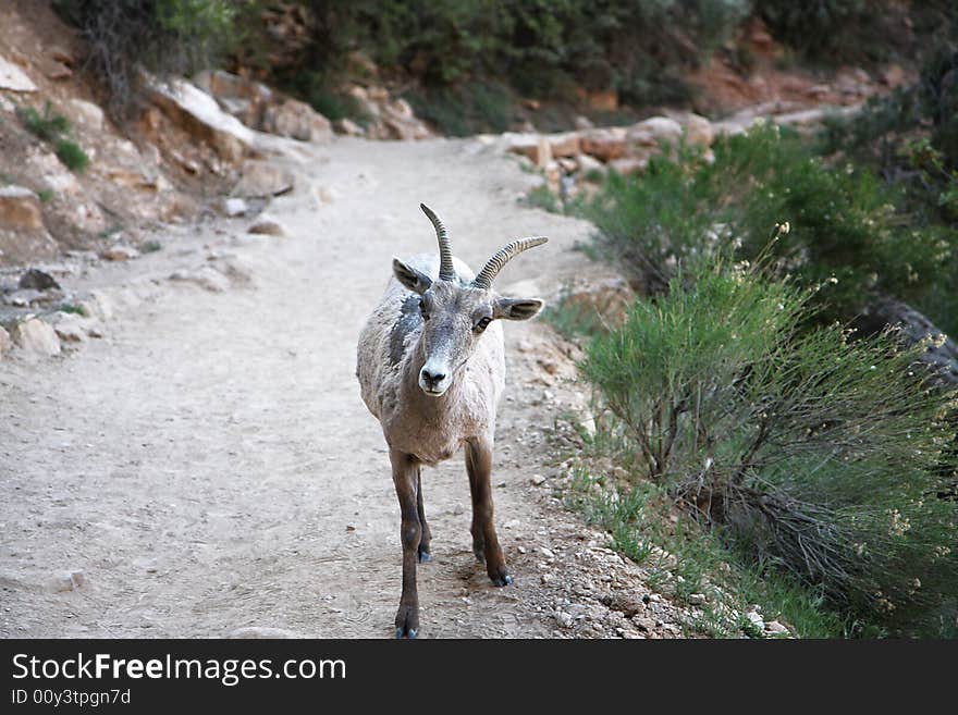 Young mountain sheep on the road in grand canyon