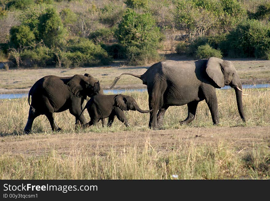 Elephant Procession