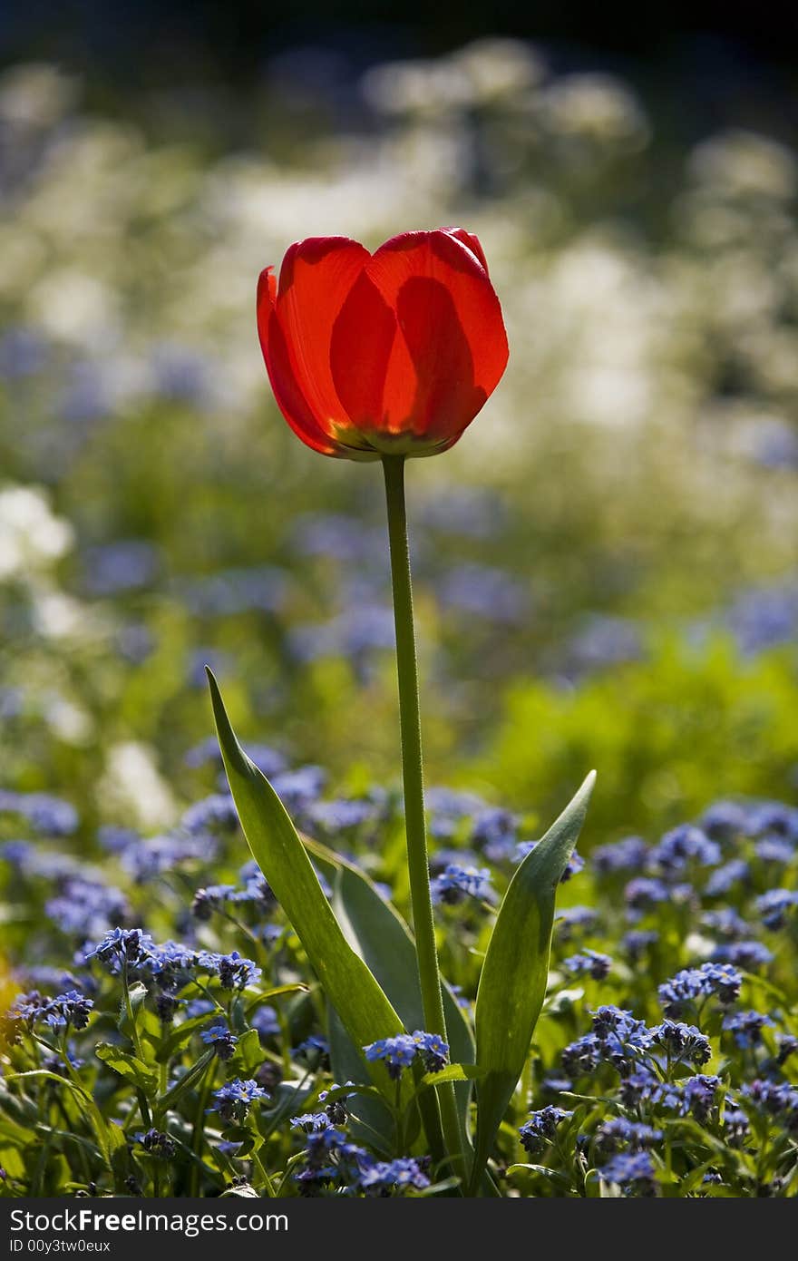 Tulip