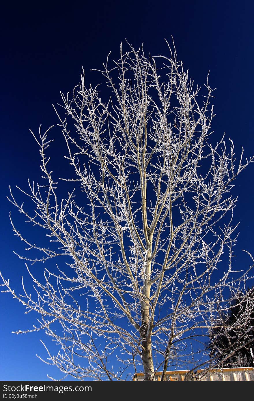 Winter tree covered by hoar. Winter tree covered by hoar