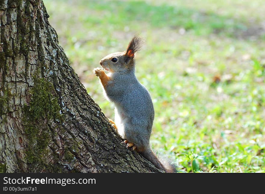 Squirrel