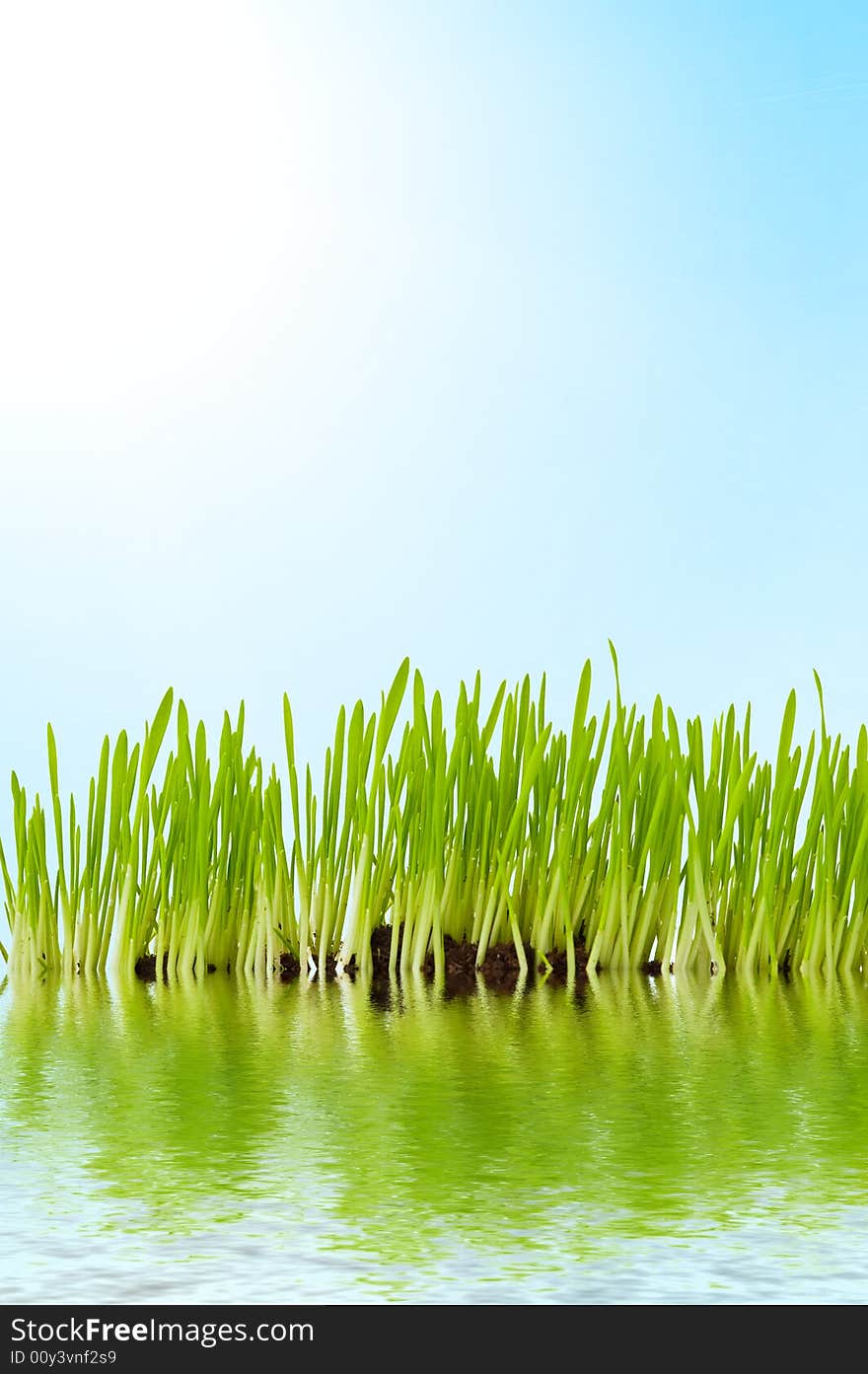 Grass and water with sun