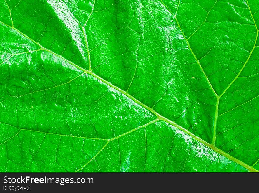 Leaf texture with drops of water