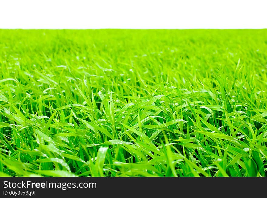 Grass isolated on white background