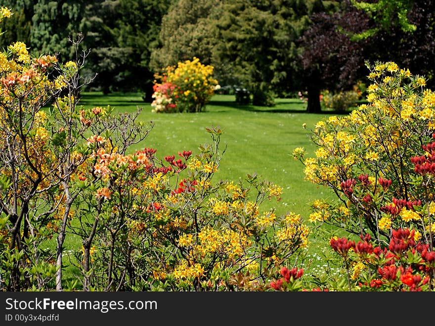 Bush of rhododendron in bloom at the park