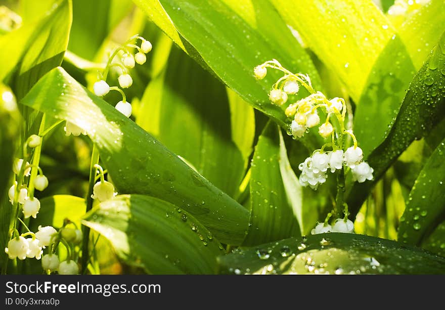 Gardens grass with the lilies of the valley, after the rain (shallow dof)