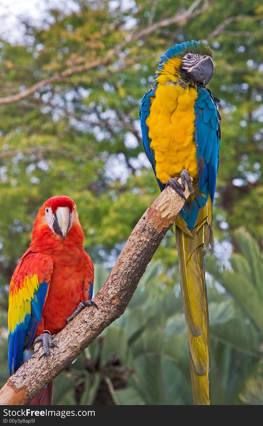 A red macaw and a blue macaw both on the same perch. A red macaw and a blue macaw both on the same perch