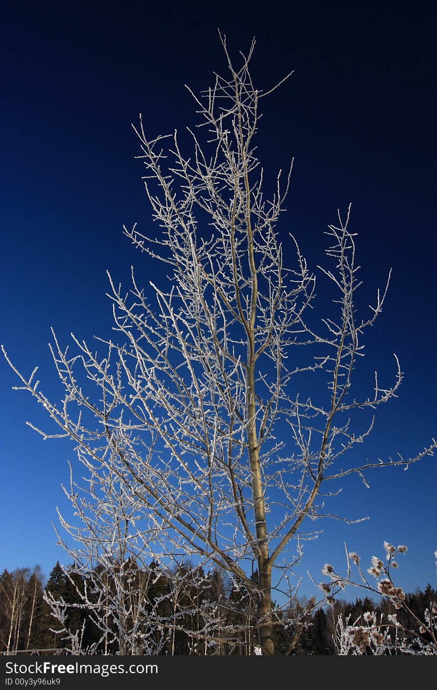 Winter tree covered by hoar. Winter tree covered by hoar