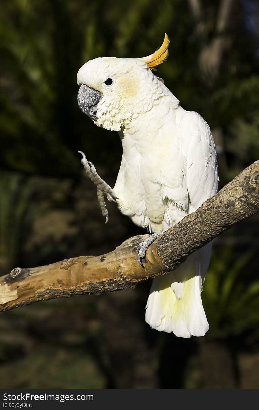 Funny image of a angry looking cockatoo that is kicking. Funny image of a angry looking cockatoo that is kicking.