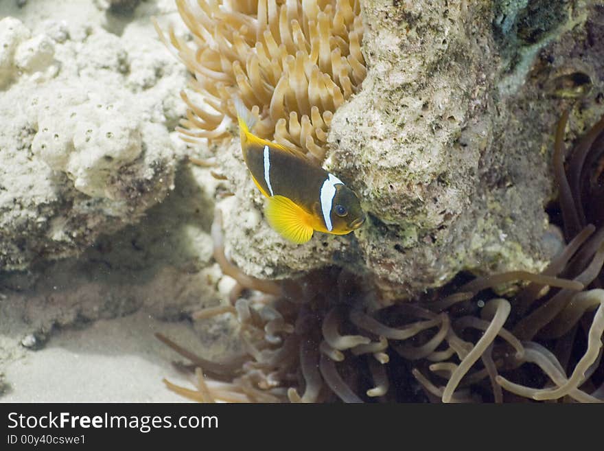 Red sea anemonefish (Amphipiron bicinctus) and bubble anemone taken in the Red Sea.