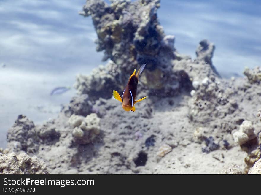 Red sea anemonefish (Amphipiron bicinctus) and bubble anemone taken in the Red Sea.