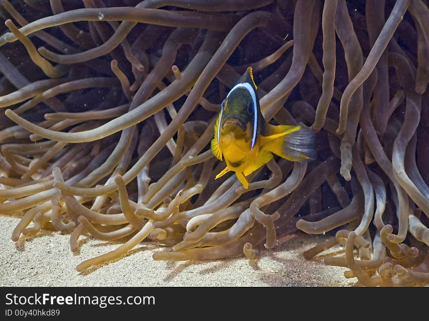 Red sea anemonefish (Amphipiron bicinctus) and bubble anemone taken in the Red Sea.