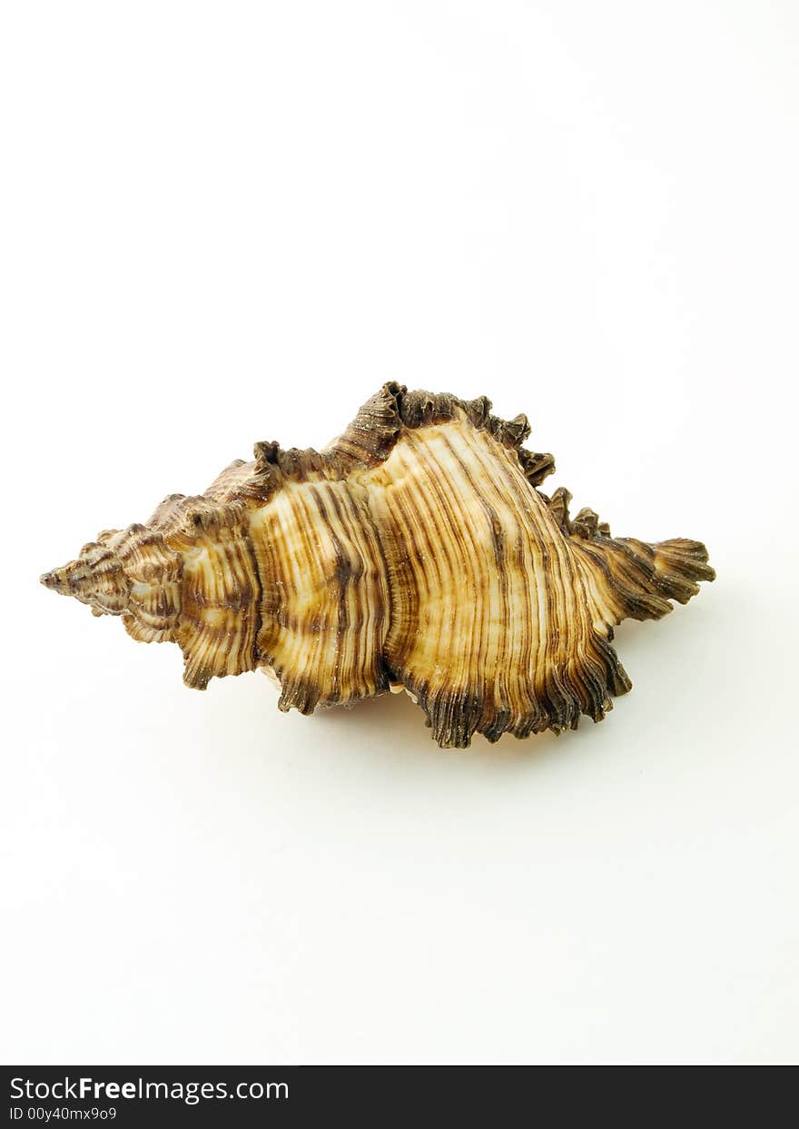 Shell