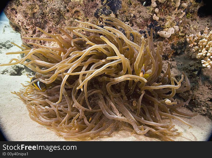 Red sea anemonefish (Amphipiron bicinctus) and bubble anemone taken in the Red Sea.