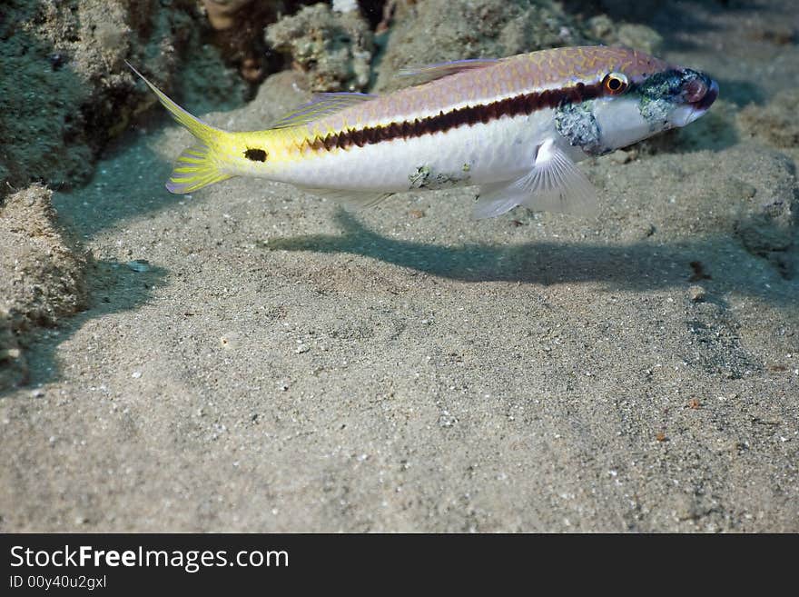 Red sea goatfish (parpeneus forsskali) taken in the Red Sea.