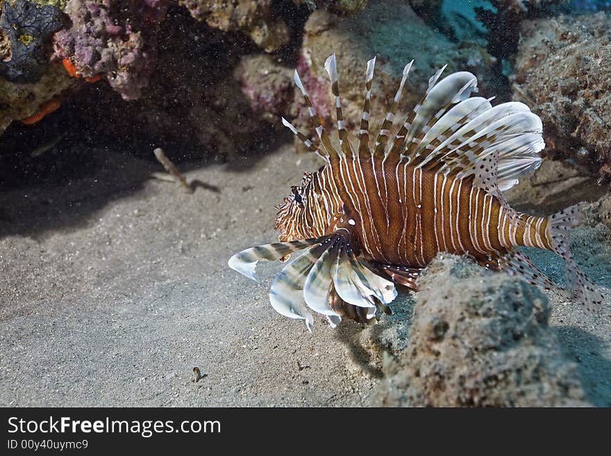 Comon lionfish (pterois miles) taken in the Red Sea.