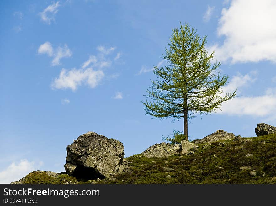 Small Tree near the top of Flüela. Small Tree near the top of Flüela