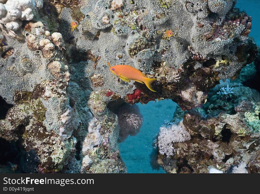 Oman Anthias (pseudanthias Marcia)