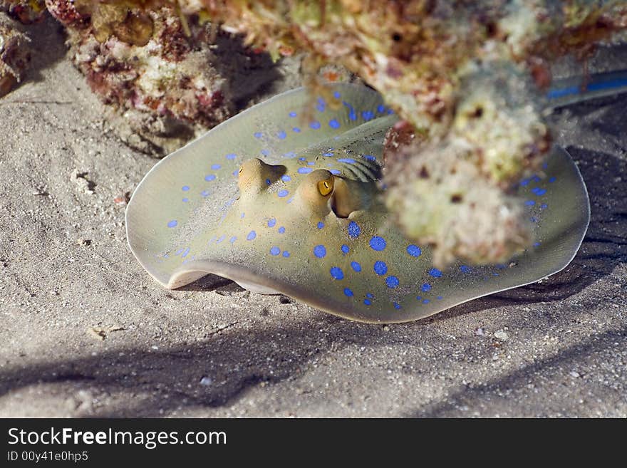 Bluespotted stingray (taeniura lymma)
 taken in the Red Sea.