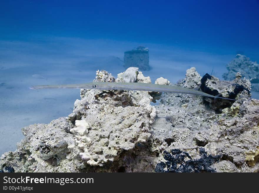 Smooth cornetfish (fistularia commersonii)