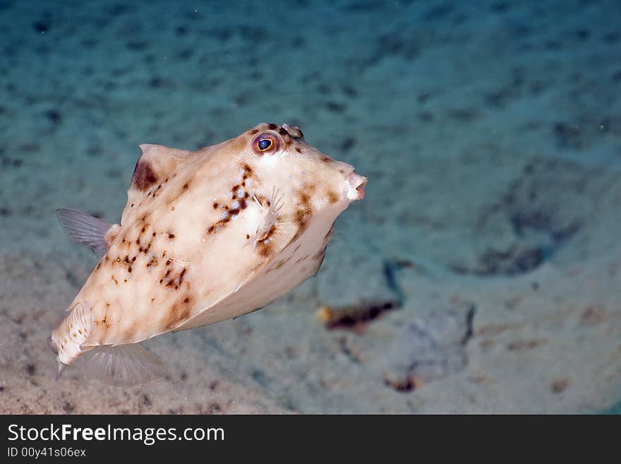 Thornback boxfish (tetrasomus gibbosus) taken in the Red Sea.