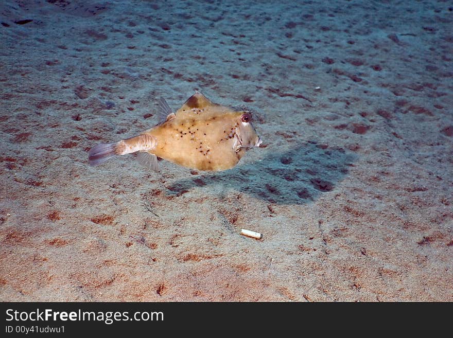 Thornback boxfish (tetrasomus gibbosus) taken in the Red Sea.