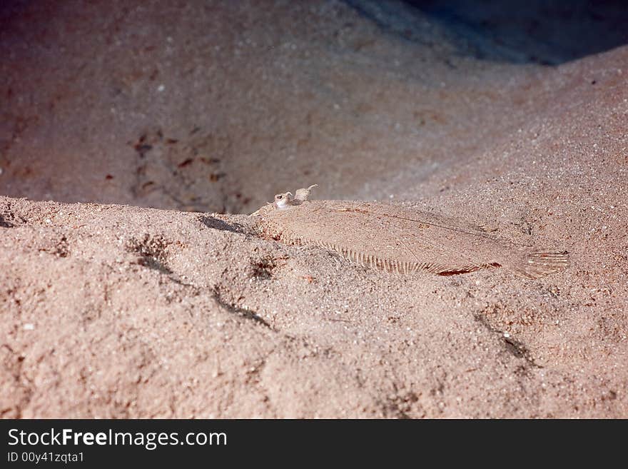 Panther flounder (bothus pantherinus)
taken in the Red Sea.