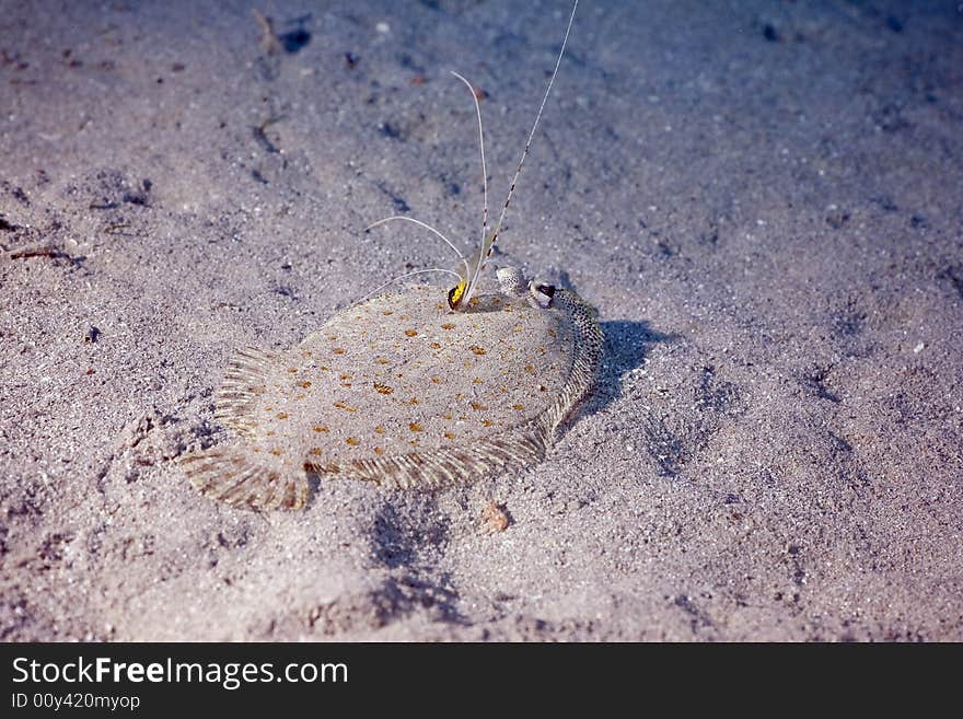 Panther flounder (bothus pantherinus)
taken in the Red Sea.