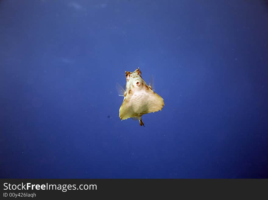 Thornback boxfish (tetrasomus gibbosus) taken in the Red Sea.