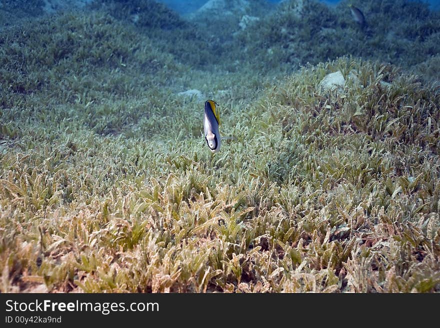 Threadfin butterflyfish and sea grass taken in the Red Sea.