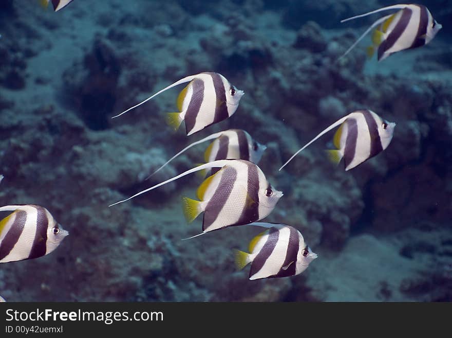 Schooling bannerfish (heniochus diphreutes) taken in the Red Sea.