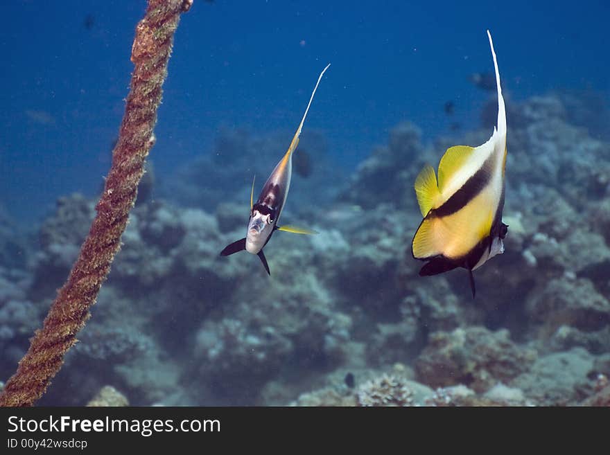 Red sea bannerfish (heniochus intermedius) taken in the Red Sea.