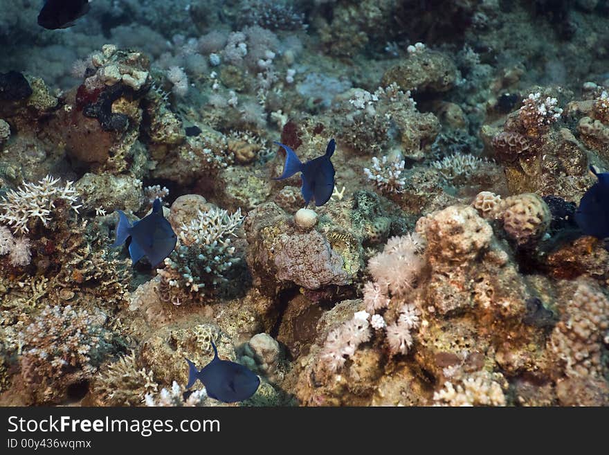 Redtooth triggerfish ( odonus niger)