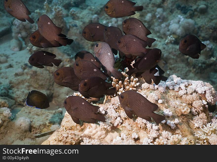 Three-spot dascyllus (dascyllus trimaculatus) taken in the Red Sea.