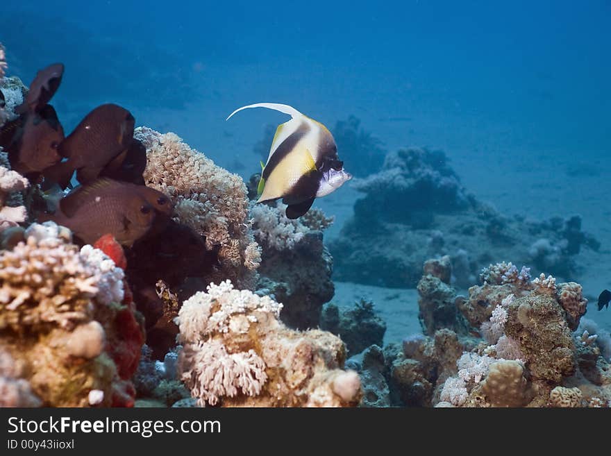 Coral and fish taken in the Red Sea.