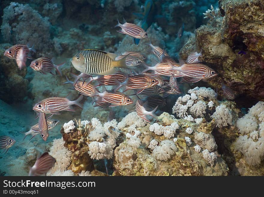 Crown squirrelfish (sargocentron diadema) taken in the Red Sea.