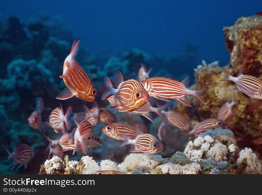 Crown squirrelfish (sargocentron diadema) taken in the Red Sea.