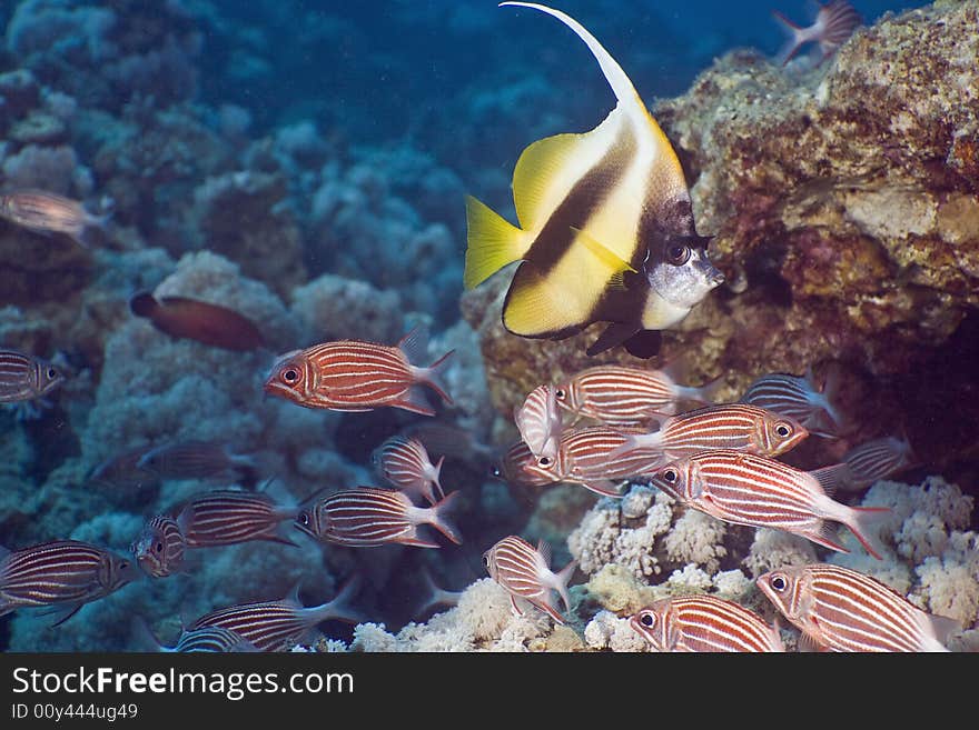 Coral and fish taken in the Red Sea.