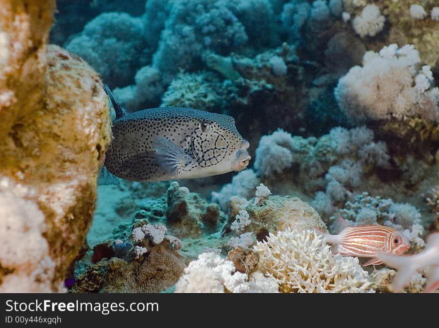 Yellow boxfish (ostracion cubicus)